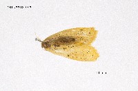 藏品(碎黃毒蛾)的圖片